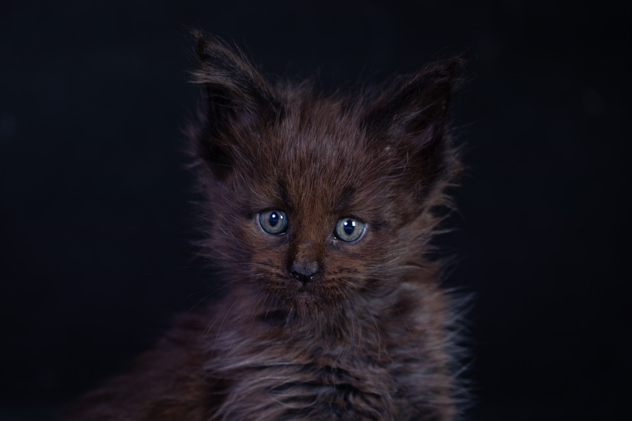 Filhote maine coon